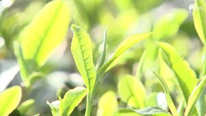 「商戦期間を伸ばし少しでも…」最も早い4月12日に初取引　新茶の出来は寒さで遅れるも「味はいい」=静岡