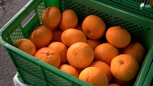 「人気の甘夏をぜひ食べて」暖冬や雨の影響も味は例年通り　甘夏の初出荷=静岡・河津町