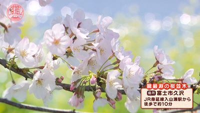 富士山と桜を同時に楽しめる！毎年1万人が訪れる絶景花見スポット「潤井川龍巌淵の桜」／富士