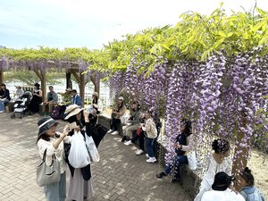 鮮やかな紫色のカーテン 藤 250本が咲き誇る藤まつり開催 限定スイーツ「藤アイス」も  =静岡・藤枝市