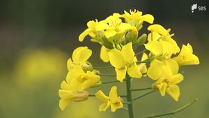 「くねくねのところが楽しかった」菜の花迷路が完成　子どもたちが探検楽しむ＝静岡・富士市