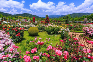甘い香りに癒やされるバラ園へ出かけよう！ 初夏を彩る静岡県のバラ観賞スポットおすすめ6選