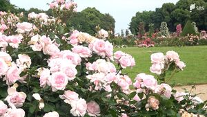 「きれいで香りも」色鮮やかな春バラ1100品種6000株が見頃　週末にはガイドツアーも＝静岡・河津バガテル公園