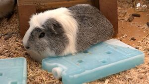 「いままでにない」人はぐったり モルモットは保冷剤で体冷やす　静岡県内7か所で35℃超えの“危険な暑さ”
