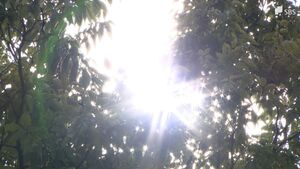 「暑くて耐えられない」静岡市で37℃予想　危険な暑さが続く　熱中症で運ばれ重症の高齢者も