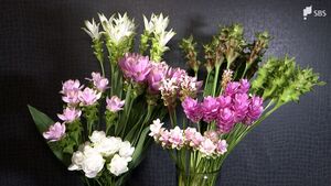 「バラと同じくらいメインを飾れる」夏の花『クルクマ』トップクラスの日照時間で出荷量日本一【しずおか産】