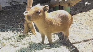 「ふわふわの毛」2匹が誕生　カピバラの赤ちゃんにほっこり　伊豆アニマルキングダムで飼育するのは45匹に=静岡