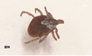 山林散策や草刈りでマダニにかまれたか　「日本紅斑熱」患者、2人確認　2024年の感染9人に＝静岡県
