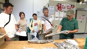 “徳川家康公も食した”と言う「あさはた蓮根」出荷始まる　粘り気と、しゃきっとした食感特徴＝JA静岡市