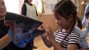 「舌が固いと思わなかった」園児もびっくり 保育園でマグロの解体ショー＝静岡・焼津市