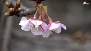早咲きの桜を楽しむ『河津桜まつり』開幕 川沿いに約850本...見頃は2月下旬か＝静岡・河津町