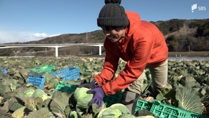 「畑を引き受けて見栄えのいい産地にできれば」遊休農地で高騰続くキャベツ栽培 自治体も民間企業を誘致へ
