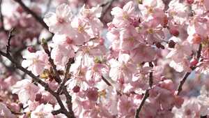 河津桜ようやく一部で見頃で賑わいも…名所の桜並木はただいま2分咲き 関係者「今週いっぱいが勝負」と躍起【静岡】