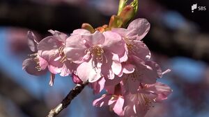 河津桜まつり“見頃宣言”実行委員会が発表 2024年より16日、最近10年間では最も遅く＝静岡・河津町