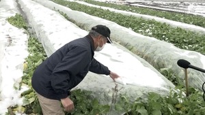 御殿場で6センチの積雪 雪の影響で静岡県内では事故が相次ぐ 特産「水かけ菜」は作業遅れが心配