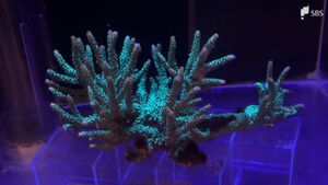 3月5日は語呂合わせで「サンゴの日」下田海中水族館で伊豆半島の海にいるサンゴの特別展示=静岡・下田市