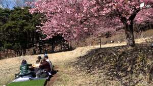異例の見頃に観光客は感激…河津桜まつり最終日に「こたつでお花見」＝静岡・河津町