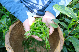 最高級茶「高嶺の香」お茶のおいしさを広めたい。／静岡市清水区・両河内