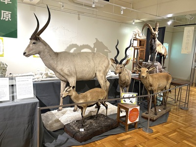 【ふじのくに地球環境史ミュージアムの企画展「標本サファリ－大地の動物・水の動物－」 】  哺乳類の標本が勢ぞろい。日本平動物園の人気者だった象のシャンティの「あの部分」に出合った／静岡市