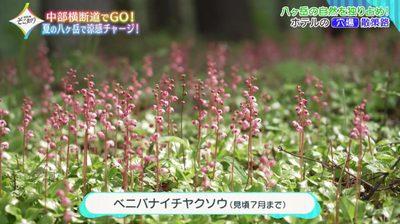 【ガトーキングダム小海】珍しい高山植物にも出合え、自然を満喫できるリゾートホテル／長野県南佐久郡小海町