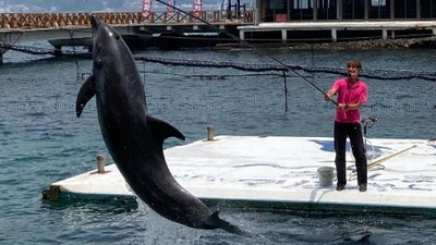一日で伊豆北西部を満喫！水族館・穴場パワースポット・修善寺を巡る充実ドライブコース