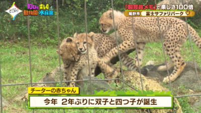 【富士サファリパーク】2年ぶりにチーターの赤ちゃんが6頭も誕生!至近距離で動物たちの迫力と可愛らしさが味わえる/裾野市