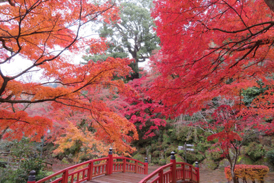 11月15、16日に開催！熱海・御殿場・伊豆ほか【静岡県東部エリア】のおすすめ週末イベント／熱海梅園もみじまつり、ラーメンフェスタ、三島麦空
