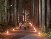 紅葉ライトアップ