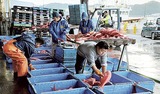 キンメダイ大型船　水揚げ量に比例、自然減