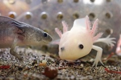 ウーパールーパーの幼体人気 沼津 内浦 あわしまマリンパーク あなたの静岡新聞