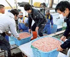 市場の 裏側 富山 シロエビ漁に見る １ 台湾産に漁師反発 加工業者へ 出入り禁止 通告 あなたの静岡新聞