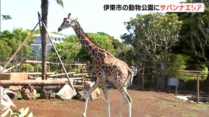 草食動物のびのび『サバンナエリア』伊豆シャボテン動物公園に登場　新たな仲間「アミメキリン」も間近で＝静岡・伊東市