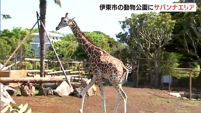 草食動物のびのび『サバンナエリア』伊豆シャボテン動物公園に登場　新たな仲間「アミメキリン」も間近で＝静岡・伊東市