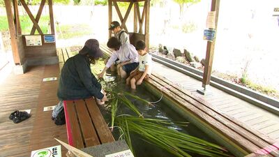 「こどもが素直に元気よく健康に育ってくれたら」端午の節句にあわせ温泉施設で菖蒲湯＝静岡市