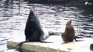 「お客さまが最優先 その次には大切な生き物たちの命を」海辺の水族館は大地震へどう備えているのか【わたしの防災】