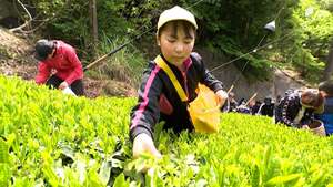 「難しいけど頑張ってやっています」新茶シーズン迎え小中学生が茶摘み 収穫目標は75キロ＝静岡市清水区