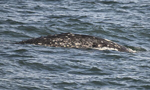 静岡市駿河区大谷の海岸にコククジラ　推定７ｍ、成体か　専門家「西太平洋では珍しい」