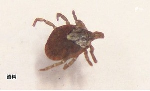 マダニに注意を！最悪の場合死に至る「日本紅斑熱」静岡県内で新たに3人の感染を確認