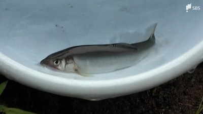 「元気に育って！」6月1日のアユ釣り解禁を前に小学生が放流体験 水に浸かりながら300匹を川へ=静岡・河津川