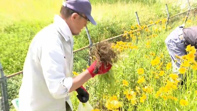 「きれいな植物だけど抜いて花壇に植えたりしないで」特定外来生物オオキンケイギク根こそぎ駆除＝静岡市