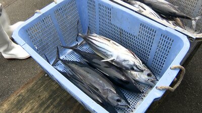 「カツオが高い」全国的な不漁の影響が色濃く 販売価格1.5倍になる店も…旬を迎えた庶民の味に異変=静岡