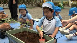 事故防止の思い伝える「ひまわりの絆プロジェクト」園児たちが育った苗を植え替え＝静岡・沼津市