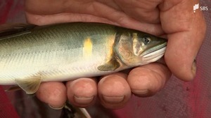 「遡上するアユは10年ぶりの多さ」太公望お待ちかね...アユ釣りの聖地 狩野川が解禁日迎える＝静岡・伊豆市
