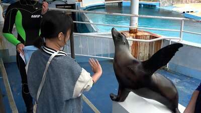 「表情とか仕草がすごくかわいい」下田海中水族館でアシカのトレーナー体験 5月30日は「世界アシカの日」【静岡】
