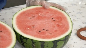 口いっぱいに広がる甘さとシャリシャリ食感「函南西瓜」糖度11度超えの出来に 旬を迎え 目ぞろえ会=静岡