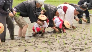 豊作を祈願し「お田植祭」 早乙女姿の園児たちが「イセヒカリ」の苗植える＝静岡県護国神社
