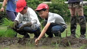 地元発祥のコメ“愛国”の田植え「自然の豊かさや食に興味をもち大切にする心を」南伊豆町の小学生が挑戦=静岡