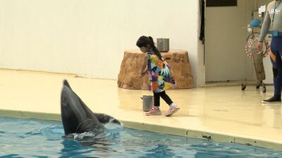 水族館でイルカと触れ合う特別イベント「トレーナー体験」開催＝静岡県・沼津市