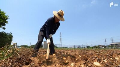 「大きい水筒が半日でなくなる」炎天下での畑仕事…熱中症の対策は？気象予報士が聞く【静岡】