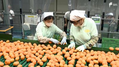 「十分糖度もある」浜松市生まれのハウスミカン「高林早生」出荷作業始まる＝浜松市浜名区